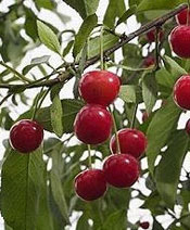 org:/gardening tips/Snoeiadvies/Individuele_pagina/Zure_kers.jpg